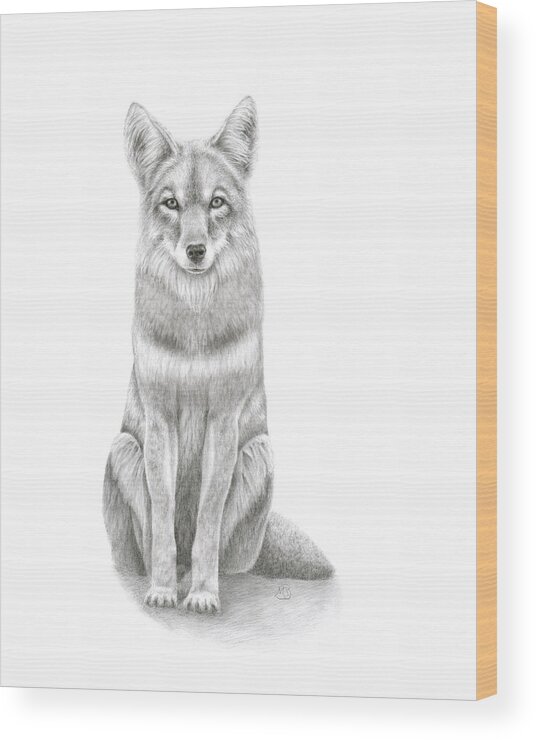 Coyote Wood Print featuring the drawing Coyote by Monica Burnette