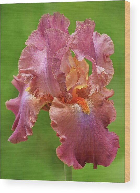 Iris Wood Print featuring the photograph Dance the Night Away - Bearded Iris by Nikolyn McDonald
