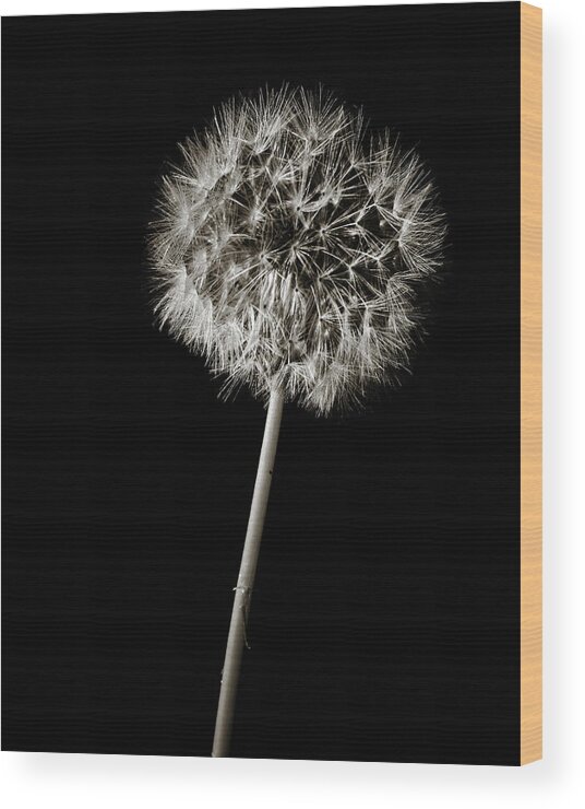 Dandelion Wood Print featuring the photograph Dandelion Wld Flower 220.2107 by M K Miller