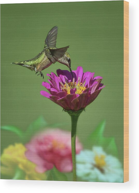 Hummingbirds Wood Print featuring the photograph Dip and Sip - Ruby-throated Hummingbird by Nikolyn McDonald