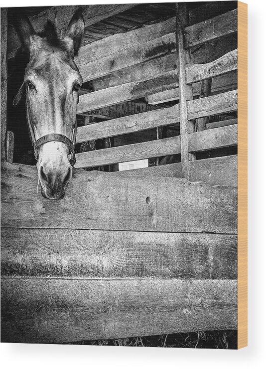  Wood Print featuring the photograph Donkey by Steve Stanger