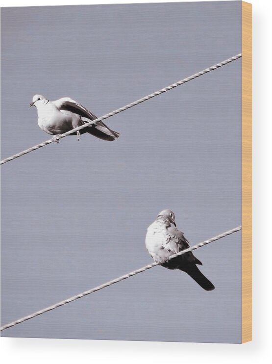 Affordable Wood Print featuring the photograph Dove Duo - Eurasian Collared by Judy Kennedy