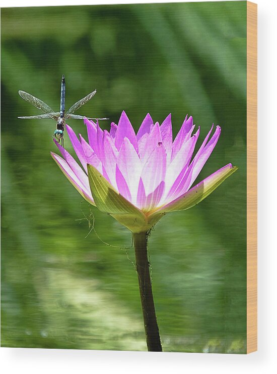 Dragonfly Wood Print featuring the photograph Dragon and Lily by Bill Barber