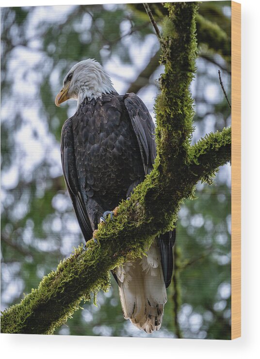 Bald Eagle Wood Print featuring the photograph Eagle Attitude by Clinton Ward