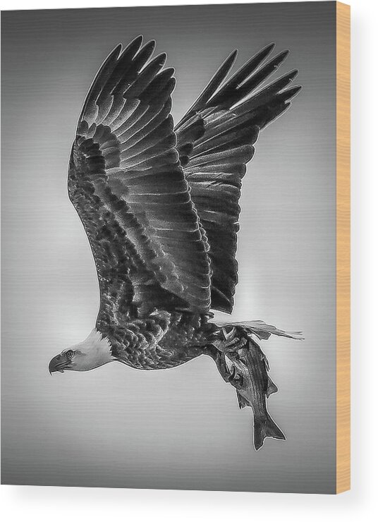 Eagle Wood Print featuring the photograph Eagle Catch in Black and White by David Wagenblatt