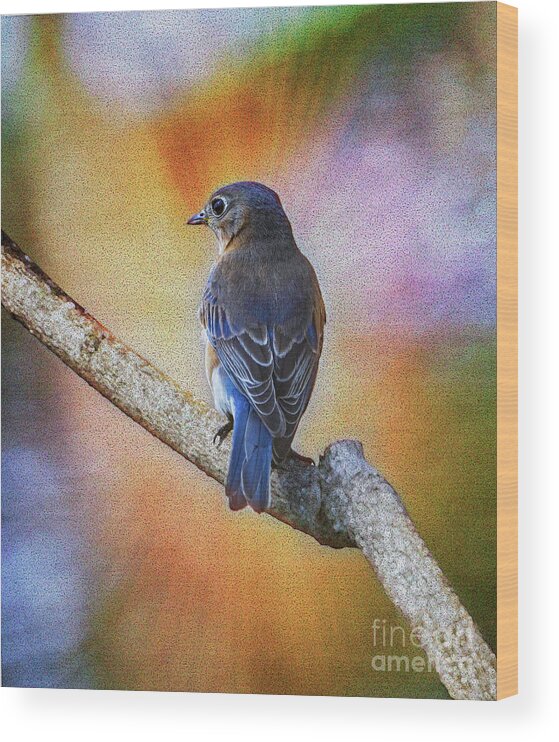 Bluebird Wood Print featuring the photograph Eastern Bluebird by Sandra Rust