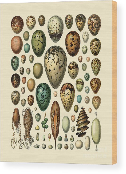 Egg Wood Print featuring the digital art Egg Chart by Madame Memento
