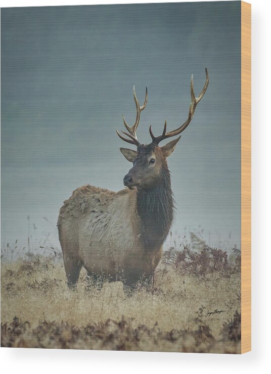 Roosevelt Elk Wood Print featuring the photograph Elk At First Light by Jurgen Lorenzen
