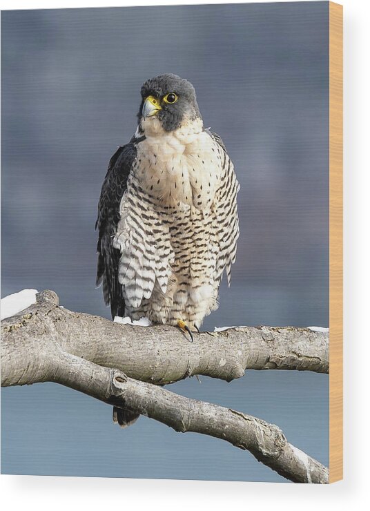Birds Wood Print featuring the photograph Falcon in Winter-1 by Kevin Suttlehan
