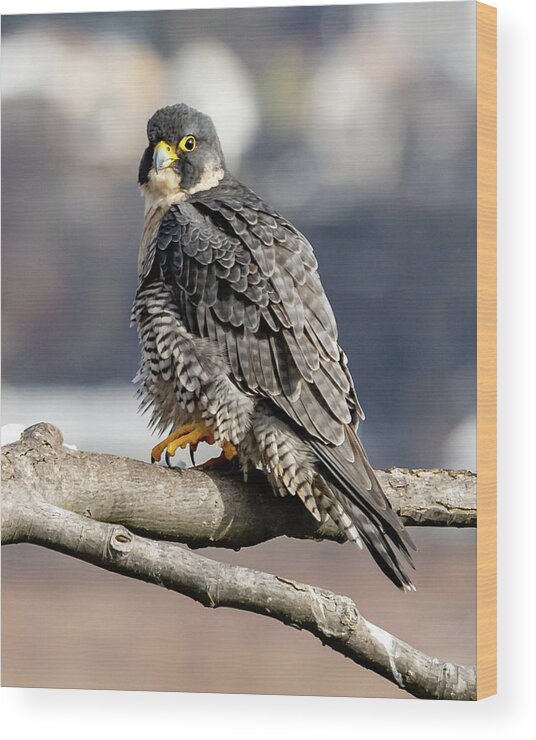 Birds Wood Print featuring the photograph Falcon in Winter-2 by Kevin Suttlehan