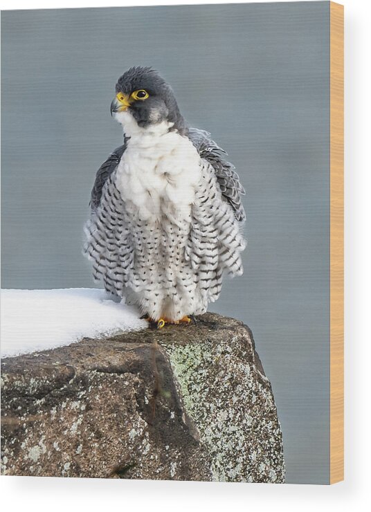 Birds Wood Print featuring the photograph Falcon in Winter-4 by Kevin Suttlehan
