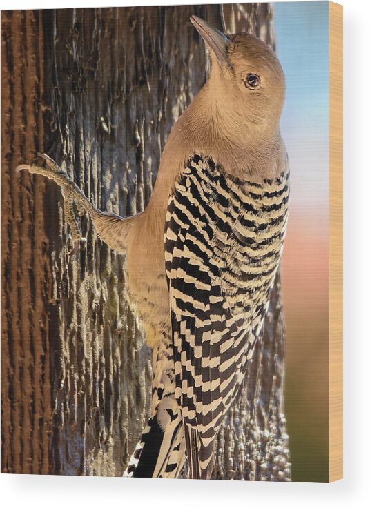 Animal Wood Print featuring the photograph Female Gila Woodpecker 220930 by Mark Myhaver