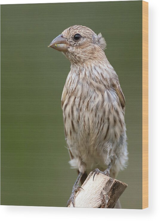 House Wood Print featuring the photograph Female House Finch watching by Gary Langley