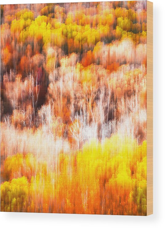 Trees Wood Print featuring the photograph Fiber Optic Foliage by Tom Gehrke