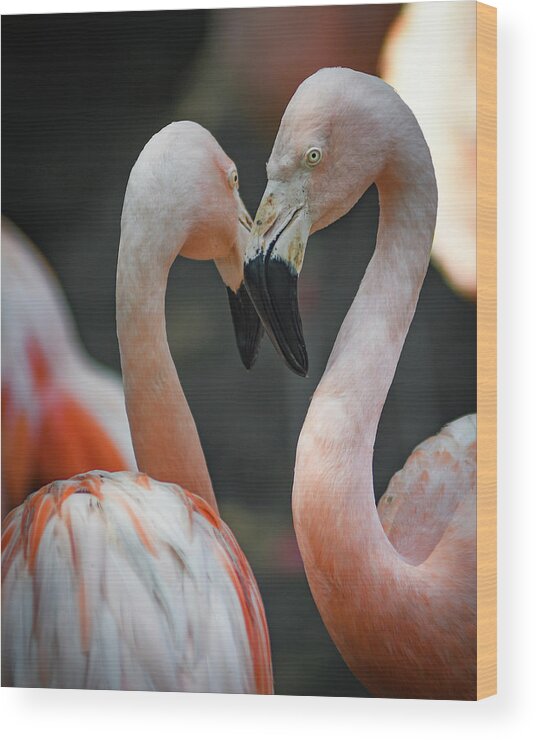 Flamingo Love Wood Print featuring the photograph Flamingo Love by Michelle Wittensoldner