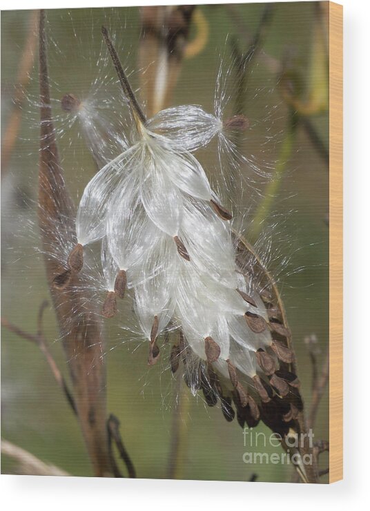 Milkweed Wood Print featuring the photograph Flock of Angels by Lili Feinstein