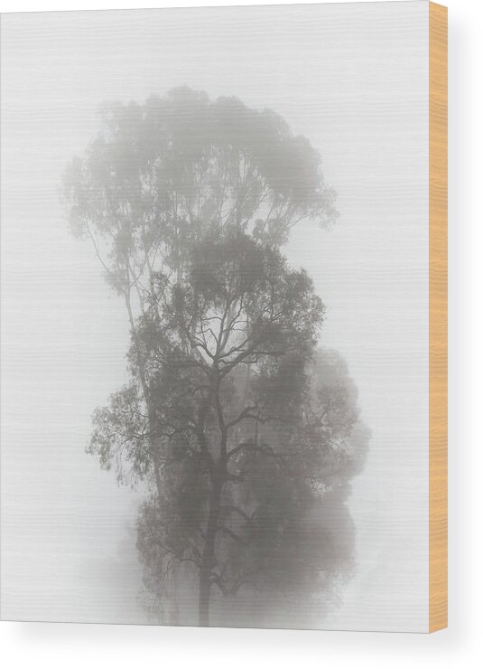 Fog Wood Print featuring the photograph Foggy Tree by Alison Frank