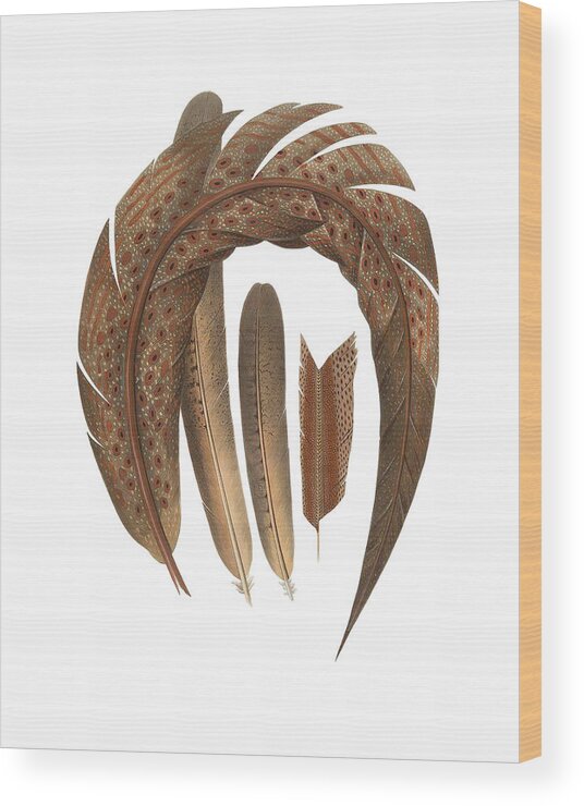 Pheasant Wood Print featuring the digital art Four Feathers by Madame Memento