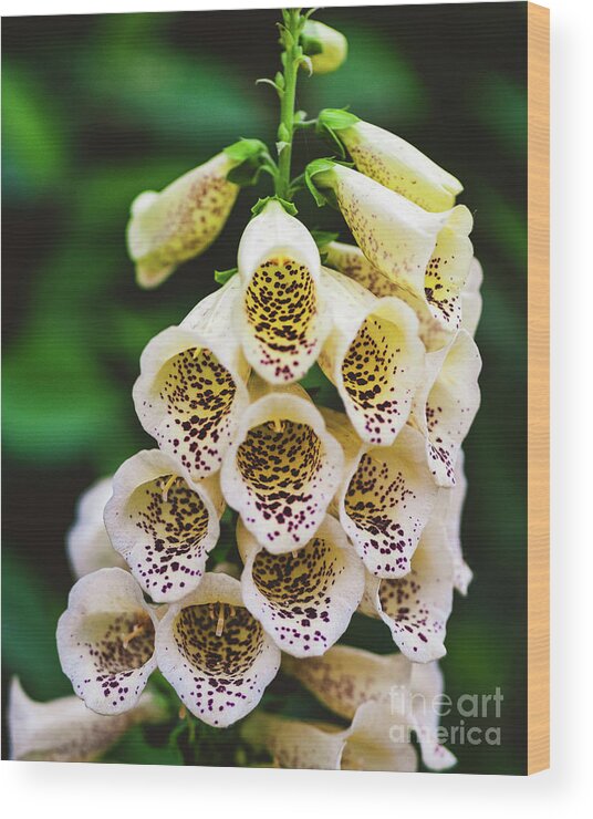 Foxglove Wood Print featuring the photograph Foxglove Digitalis Purpurea 'Dalmatian Cream' by Abigail Diane Photography