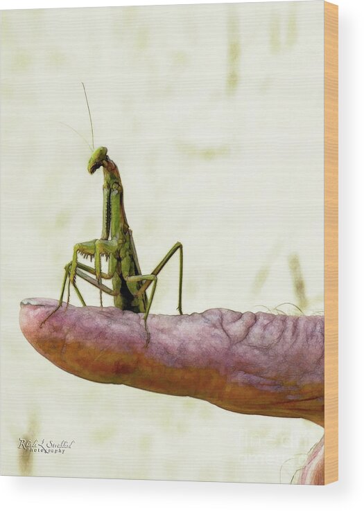 #invertebrate #animal #insect #mantis #bug #finger #antennae Wood Print featuring the digital art Friendly Mr. Mantis by Rhonda Strickland