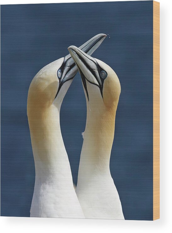 Northern Wood Print featuring the photograph Gannets in love by Mircea Costina Photography
