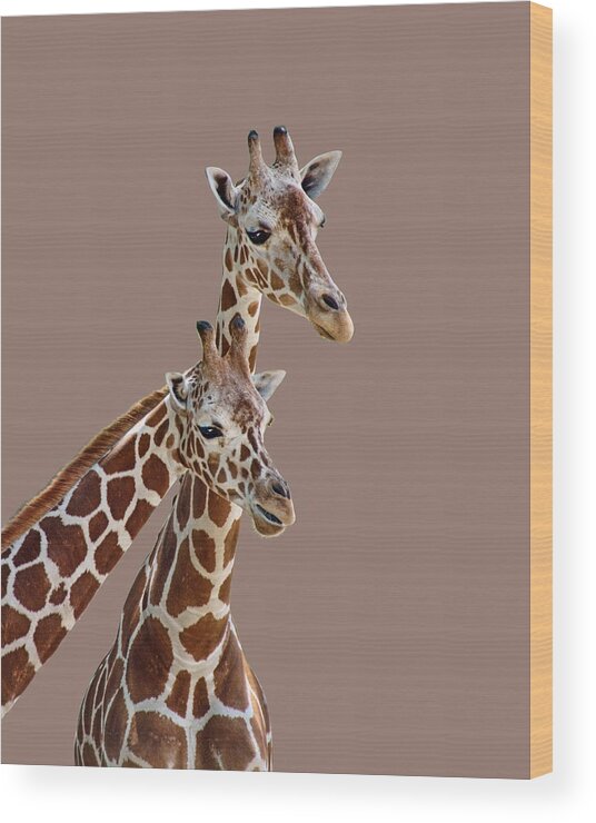 Giraffe Wood Print featuring the photograph Giraffe Pair - Transparent by Nikolyn McDonald