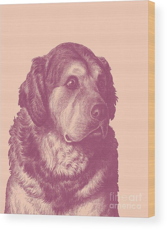 Pyrenean Mountain Dog Wood Print featuring the digital art Golden Retriever Portrait In Purple And Pink by Madame Memento