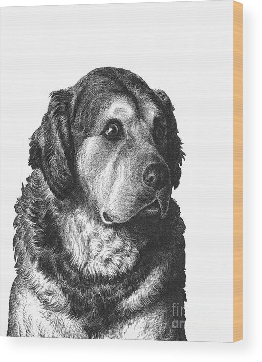 Pyrenean Mountain Dog Wood Print featuring the digital art Golden Retriever Portrait by Madame Memento