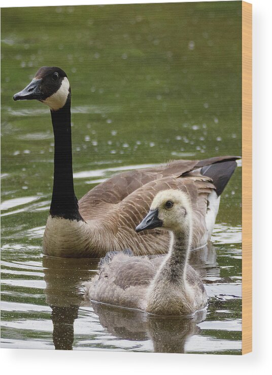 Gosling Wood Print featuring the photograph Gosling by David Beechum