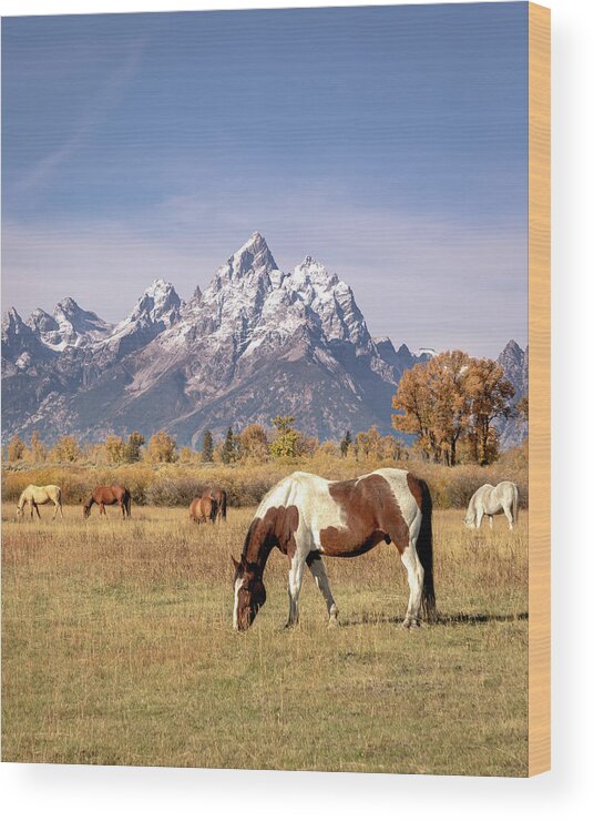 Fall Wood Print featuring the photograph Grand Teton Horses by Jack Bell