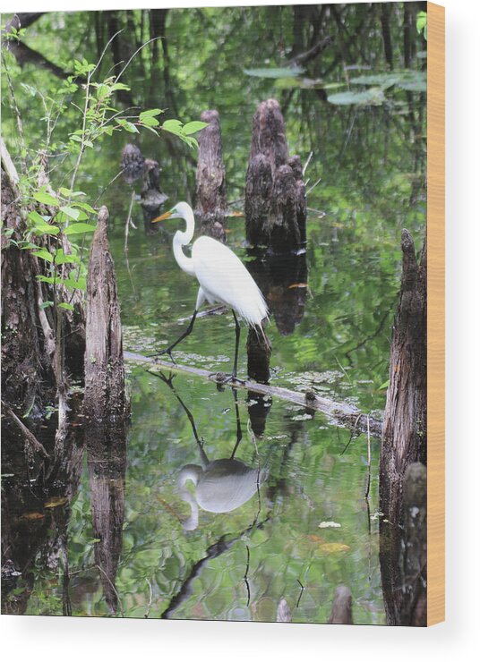 Great Egret Wood Print featuring the photograph Great Egret Amidst the Cypress Knees by David T Wilkinson