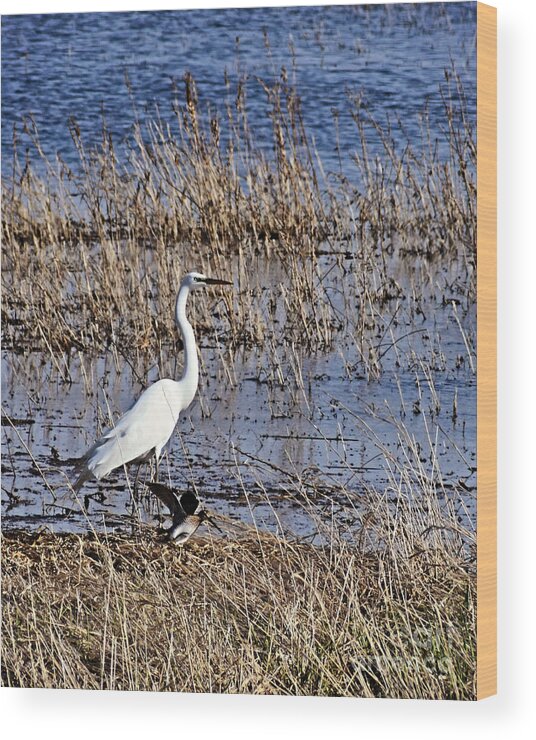 Great Egret And Shore Bird Wood Print featuring the photograph Great Egret And Shore Bird by Kathy M Krause