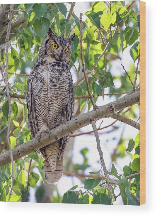 Owl Wood Print featuring the photograph Great Horned Owl Hunting by Dawn Key