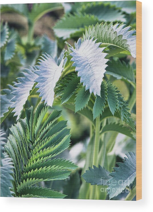 Green Wood Print featuring the photograph Green Leaf by Abigail Diane Photography