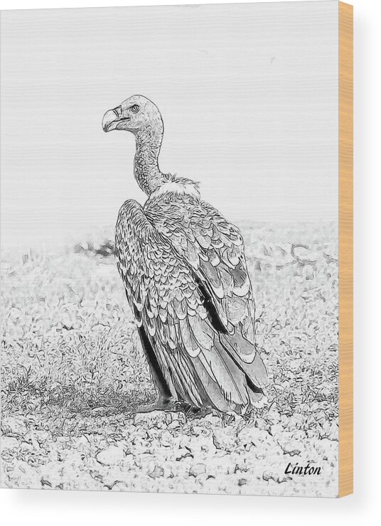 African Wildlife Sketch Wood Print featuring the digital art Griffon Vulture by Larry Linton