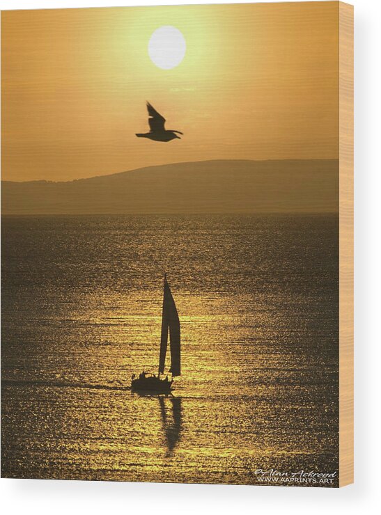 Yacht Wood Print featuring the photograph Gull and Yacht at sunrise near Weymouth by Alan Ackroyd