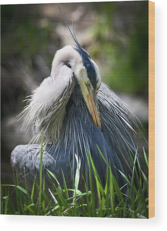 Blue Heron Wood Print featuring the photograph Heron by Michelle Wittensoldner
