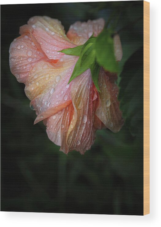 Bloom Wood Print featuring the photograph Hibiscus After Rain by M Kathleen Warren