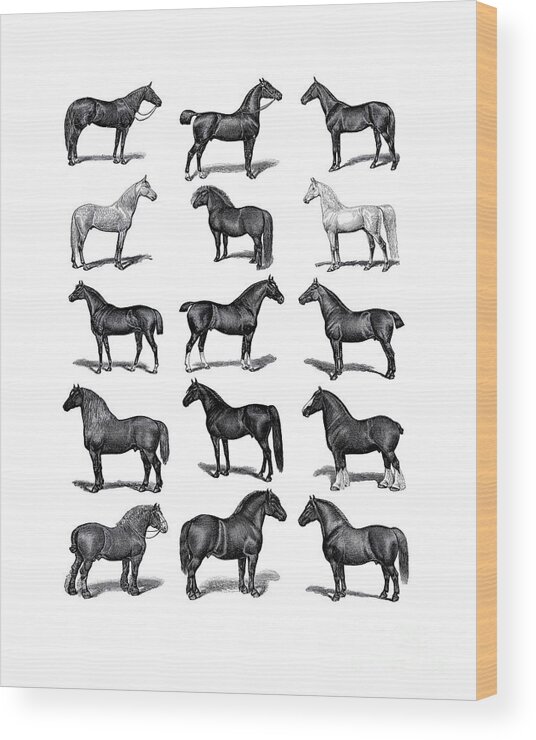 Horse Wood Print featuring the digital art Horse Chart by Madame Memento