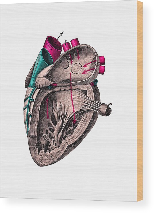 Heart Wood Print featuring the digital art Human Anatomy Heart by Madame Memento