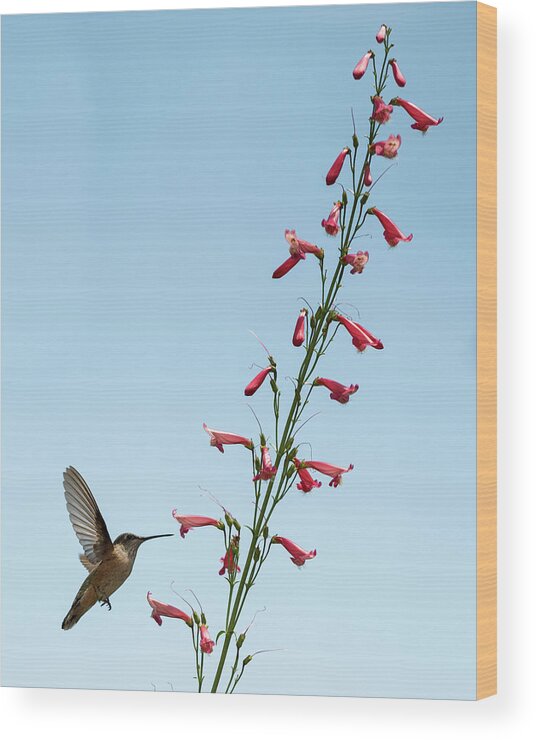 Hummingbird Wood Print featuring the photograph Hummingbird 2 by Stephen Holst