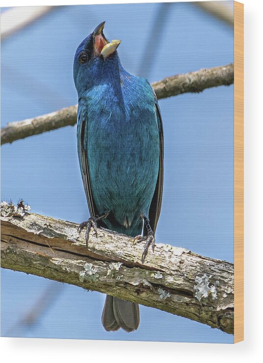 Indigo Bunting Wood Print featuring the photograph Indigo Bunting Singing Away by Rick Nelson