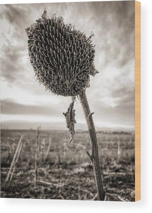 Iphonography Wood Print featuring the photograph iPhonography Sunflower 2 by Julie Powell