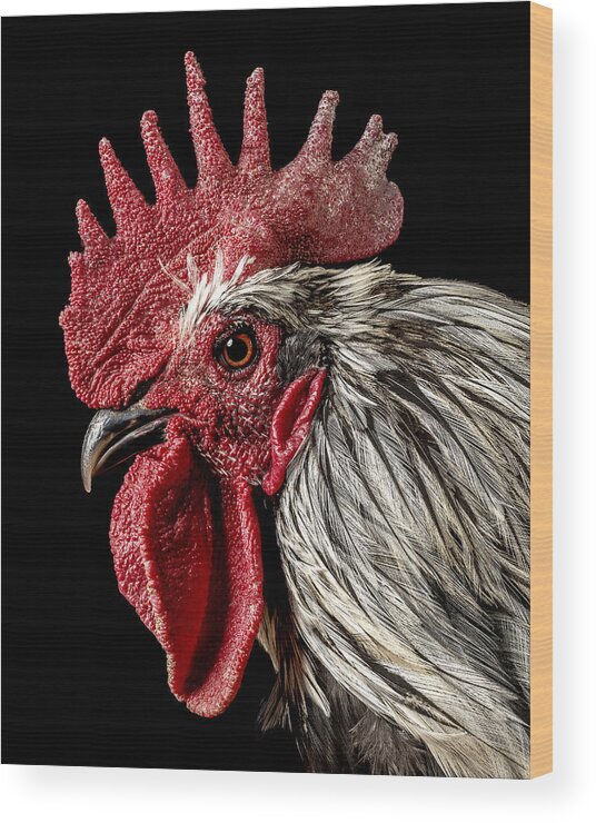 Orange Color Wood Print featuring the photograph Isbar Rooster_1 by Ian Gwinn