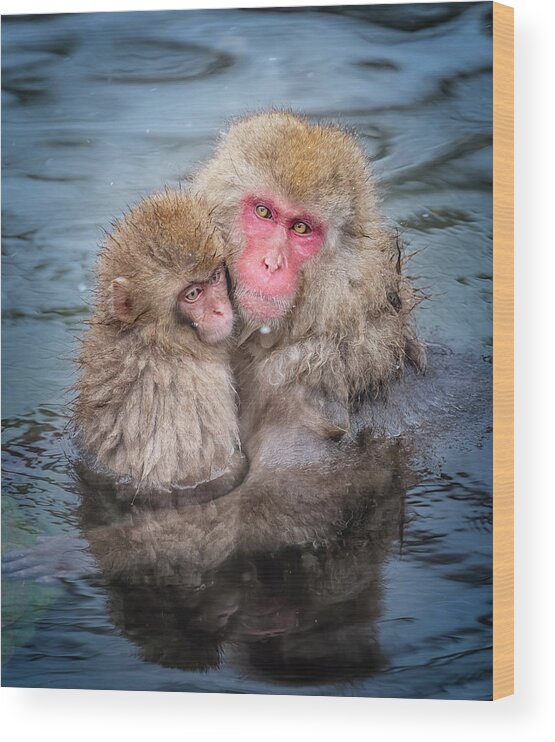 Japan Wood Print featuring the photograph Japanese Snow Monkey Mom and Baby II by Joan Carroll