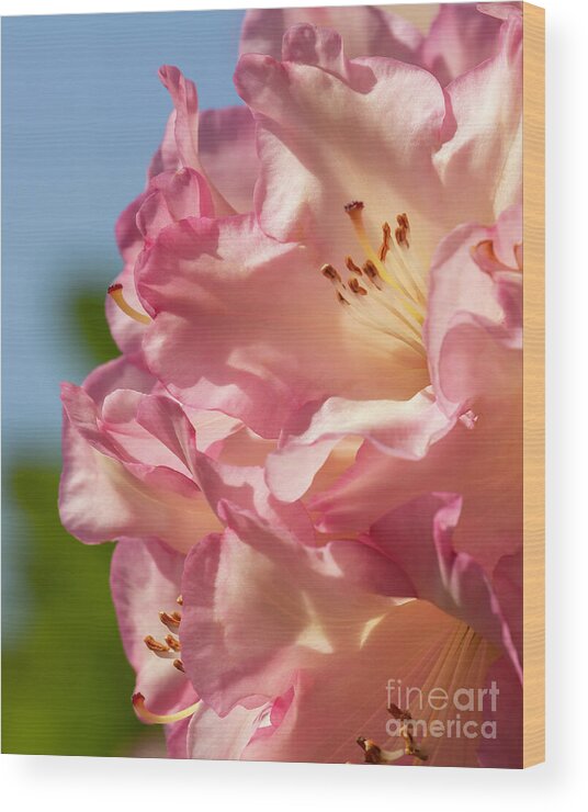 Light Wood Print featuring the photograph Jubilee Blush by Jean OKeeffe Macro Abundance Art