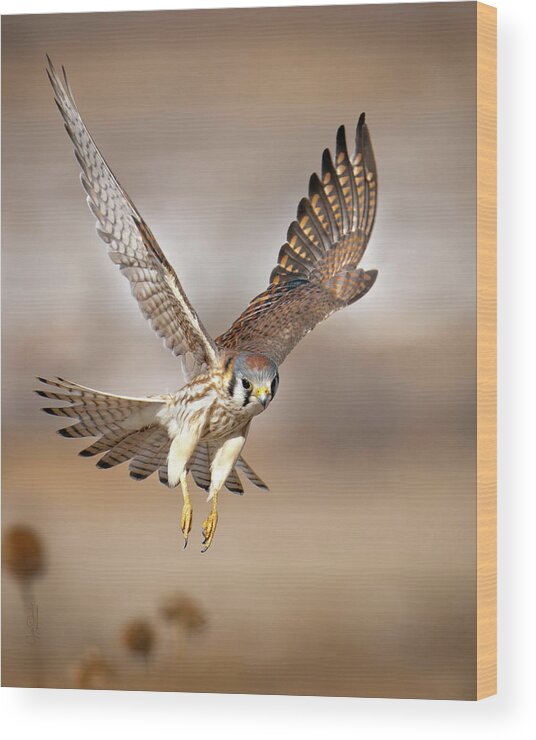 Kestrel Wood Print featuring the photograph Kestrel Flying Low by Judi Dressler