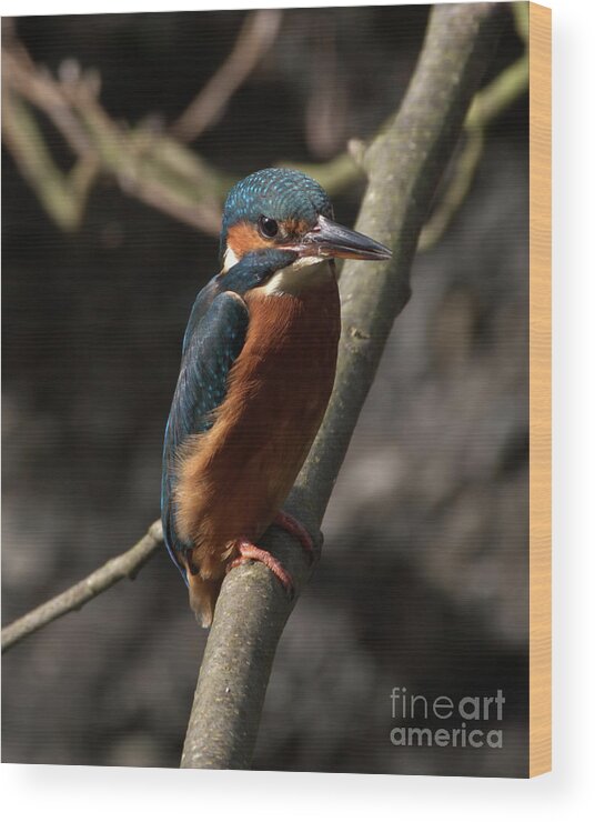 Nature Wood Print featuring the photograph Kingfisher resting by Stephen Melia