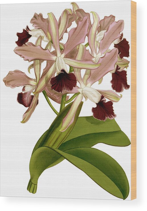 Laelia Wood Print featuring the mixed media Laelia Elegans Prasiata Orchid by World Art Collective