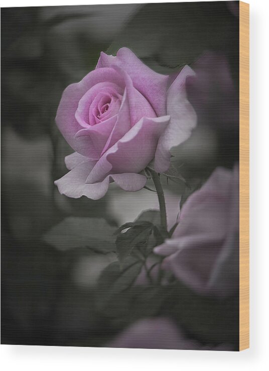 Rose Wood Print featuring the photograph Lavender Rosebud Desaturated by Teresa Wilson